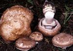 Agaricus fusco-fibrillosus - Fungi Species | sokos jishebi | სოკოს ჯიშები